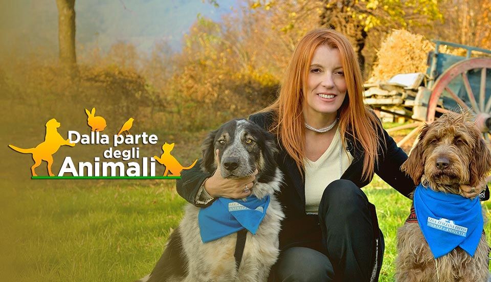 Dalla Parte Degli Animali Dove Si Trova