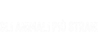 Sud America - Gli animali più strani logo