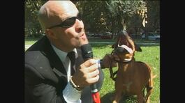 BERRY: Pitbull da combattimento thumbnail