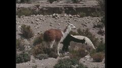 Ep. 6 - Argentina-Isole Cook-Perù-Nepal-Vietnam