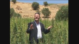 GOLIA: Cannabis in Marocco thumbnail