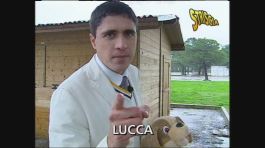 Moreno Morello e i collari elettrici thumbnail
