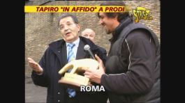 Tapiro a Prodi thumbnail