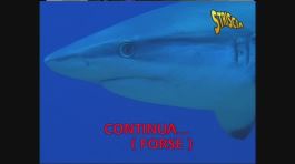 Guardoni a Sharm el SheiK thumbnail