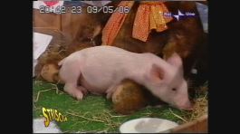 Maialino ad 'Affari tuoi' thumbnail
