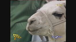 Il lama finisce in Tibet thumbnail