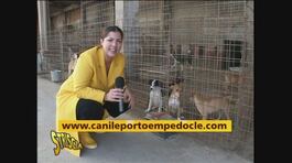 I parenti del bassotto thumbnail