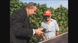 GOLIA: Lavoratori sfruttati durante la vendemmia thumbnail