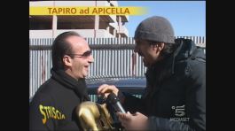 Tapiro ad Apicella thumbnail