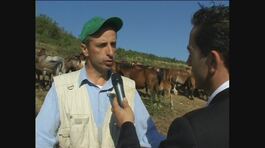 VIVIANI: Cavalli sequestrati thumbnail