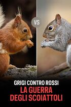 Grigi contro rossi - La guerra degli scoiattoli