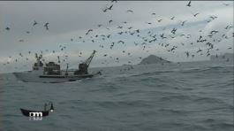 Il pescato del Golfo di La Spezia thumbnail