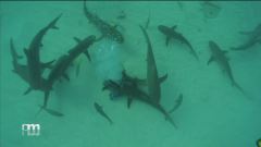 Immergersi tra gli squali
