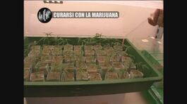 GOLIA: Curarsi con la marijuana thumbnail