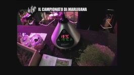 VIVIANI: Il campionato di marijuana thumbnail