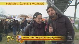 Reportage sui canili spagnoli (parte terza) thumbnail