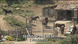 Cavalli a Termini Imerese thumbnail