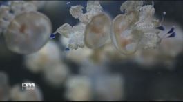 Il meraviglioso mondo delle meduse thumbnail