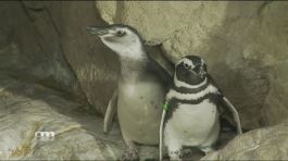 Nella nursery dei pinguini thumbnail