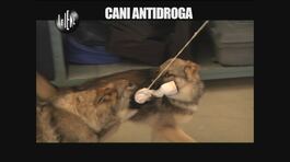 PELAZZA: Cani antidroga thumbnail