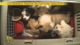 Tratta di cuccioli dall'Est Europa thumbnail