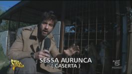 Un canile abusivo thumbnail