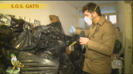 Centinaia di gatti bisognosi di aiuto thumbnail