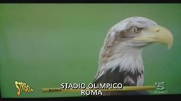 L'aquila della Lazio thumbnail