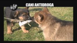PELAZZA: Cani antidroga thumbnail
