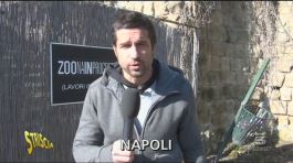Ritorno allo zoo di Napoli thumbnail