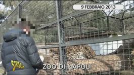 Zoo di Napoli, continua l'inchiesta di Edo Stoppa thumbnail