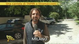 Tapiro ad Andrea Stramaccioni thumbnail