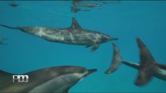 Nuotare con i delfini