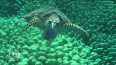 La tartaruga marina