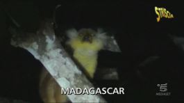 Tempo fa, in Madagascar... thumbnail