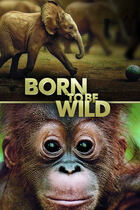 Trailer - Born to be wild Trailer - Born to be wild