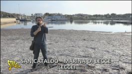 Posidonia marina a San Cataldo - Marina di Lecce thumbnail