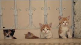 I gatti del Bosforo thumbnail