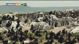 SOS Pinguini thumbnail