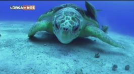 Centro di recupero Favignana per tartarughe marine thumbnail