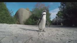 Il parco dei pinguini thumbnail