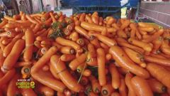 La carota di San Rocco