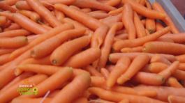 La carota novella di Ispica thumbnail