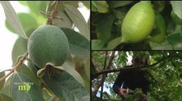 Frutti tropicali di Calabria thumbnail
