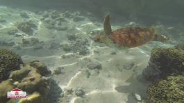 Un'isola/atollo che protegge le tartarughe thumbnail