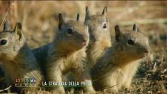 La strategia della preda: gli scoiattoli di terra della California