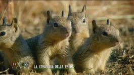 La strategia della preda: gli scoiattoli di terra della California thumbnail