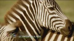 La strategia della preda: le zebre