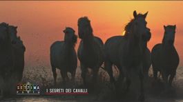 I segreti dei cavalli thumbnail