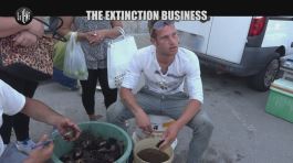 PASCA: Extinction business thumbnail